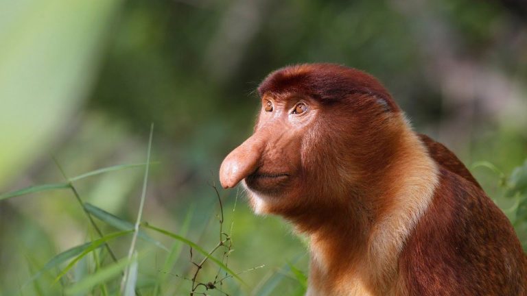 Uzun Burunlu Proboscis Maymunu: Hakkında Bilgiler